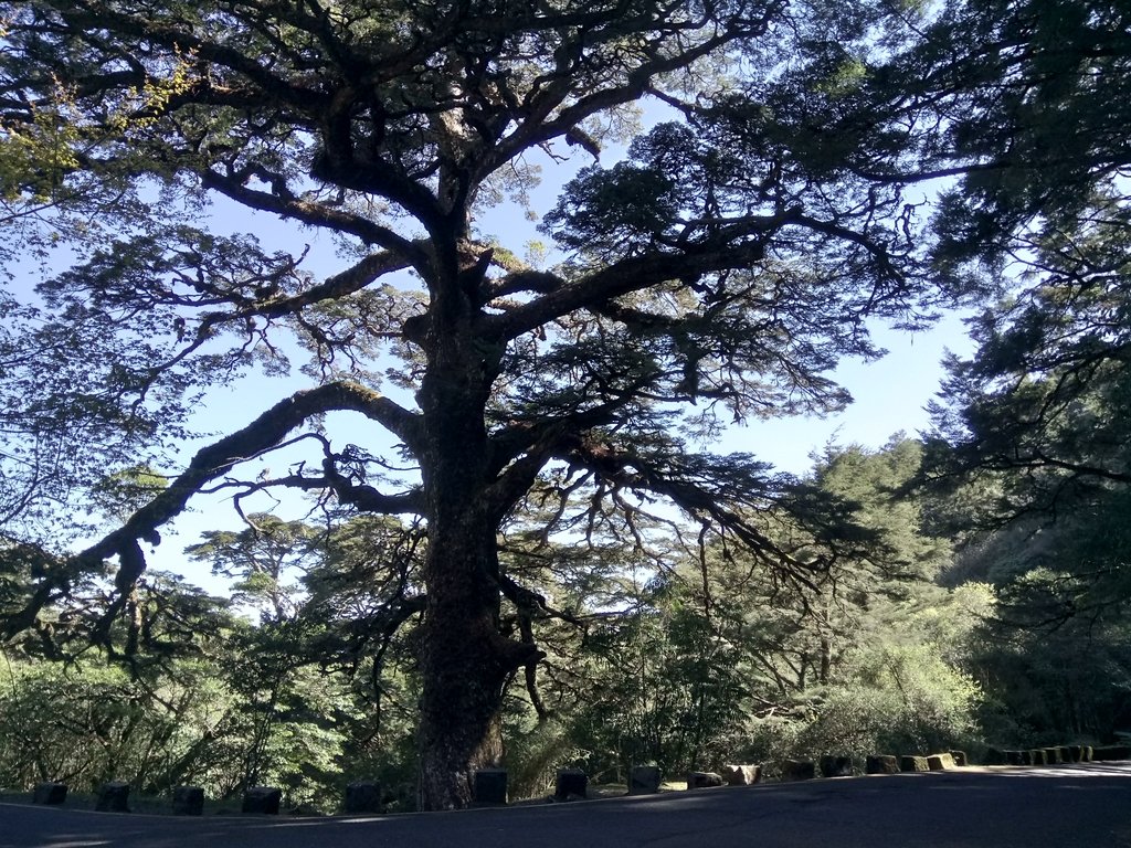 DSC_1671.JPG - 鹿林山  麟趾山步道  (01)