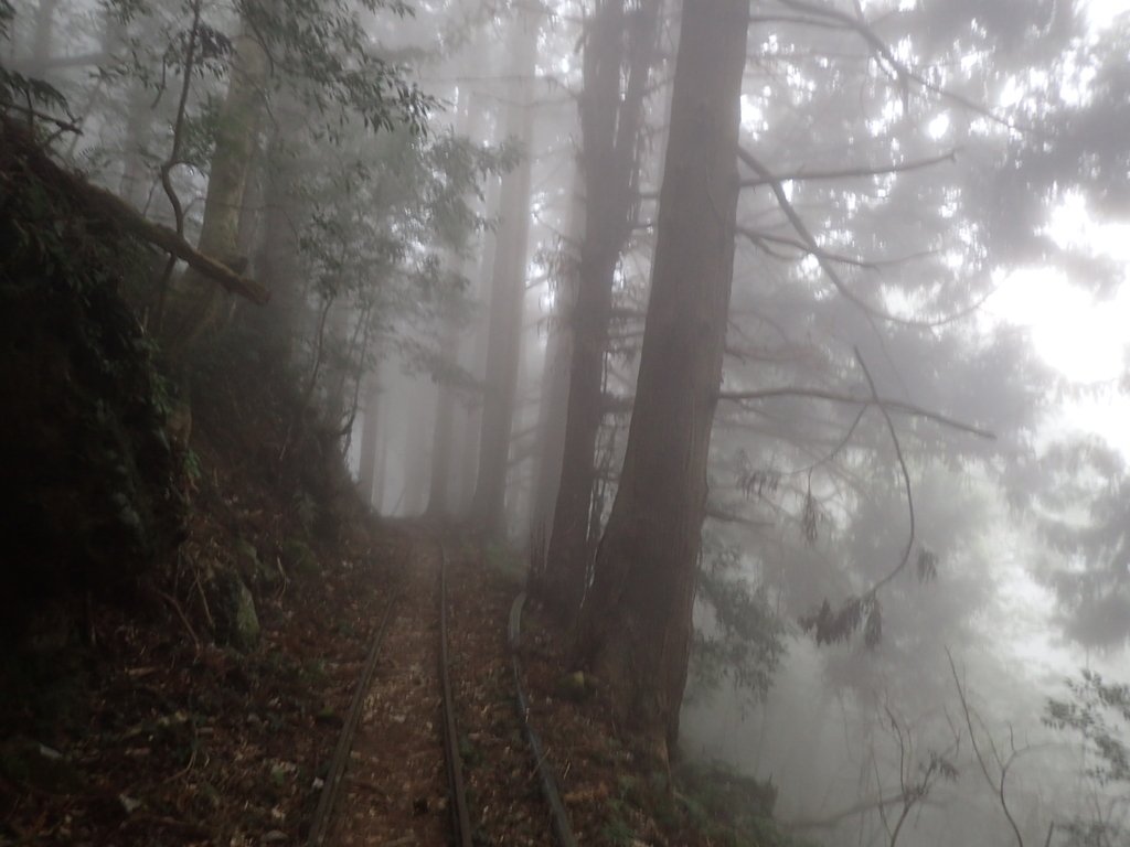 P2035021.JPG - 南庄  加里山  森林鐵道