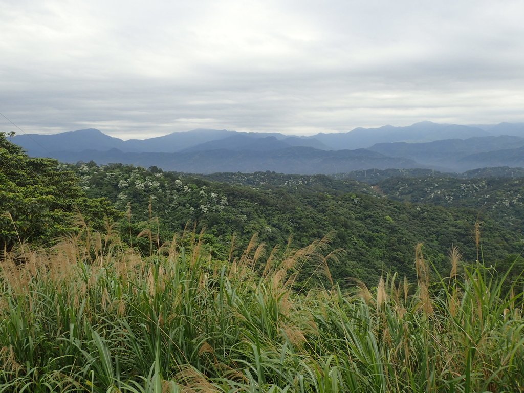 P4272145.JPG - 芎林  飛鳳山  (中坑山)