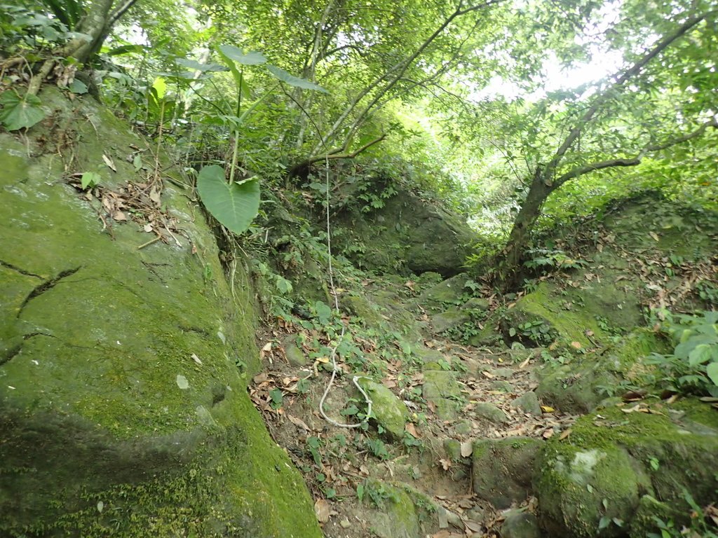 P9108376.JPG - 新竹  五指山登山步道