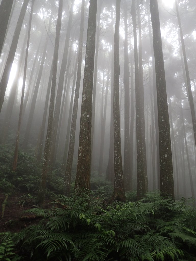 P9250215.JPG - 南庄  向天湖之  迷霧森林