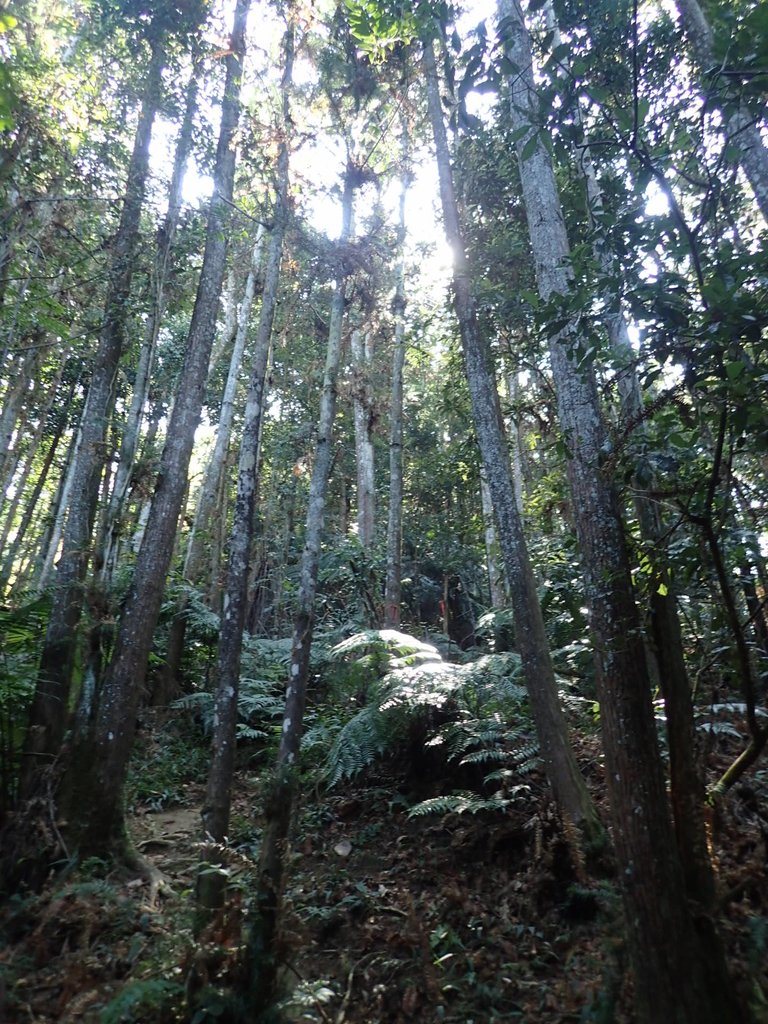 PA040365.JPG - 魚池  過坑山登山步道