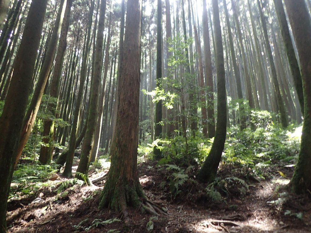 P7235879.JPG - 台中和平  長壽山登山步道  (下)