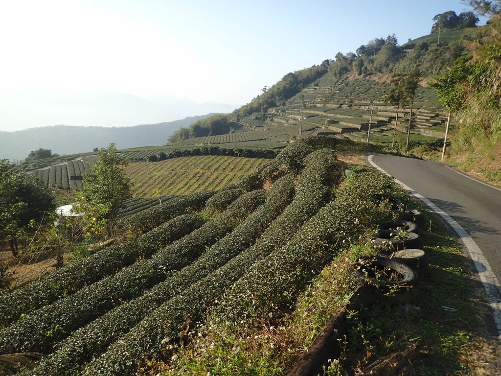 P1306584.JPG - 梅山  龍眼林茶園風光