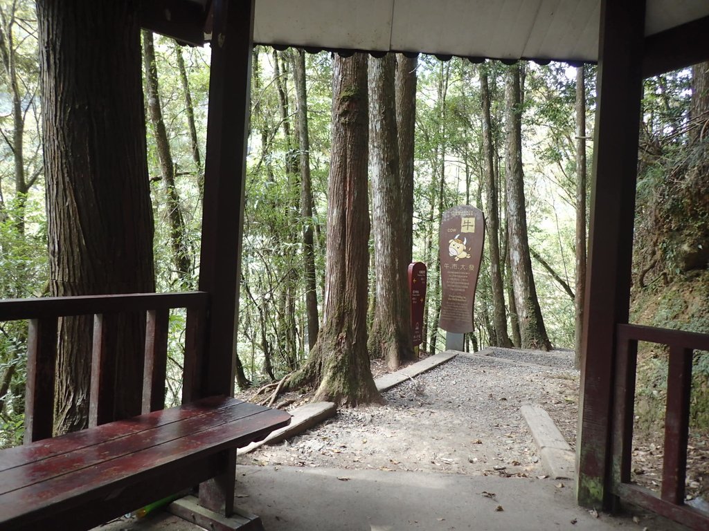 P2056646.JPG - 竹山  杉林溪森林遊樂園  路過