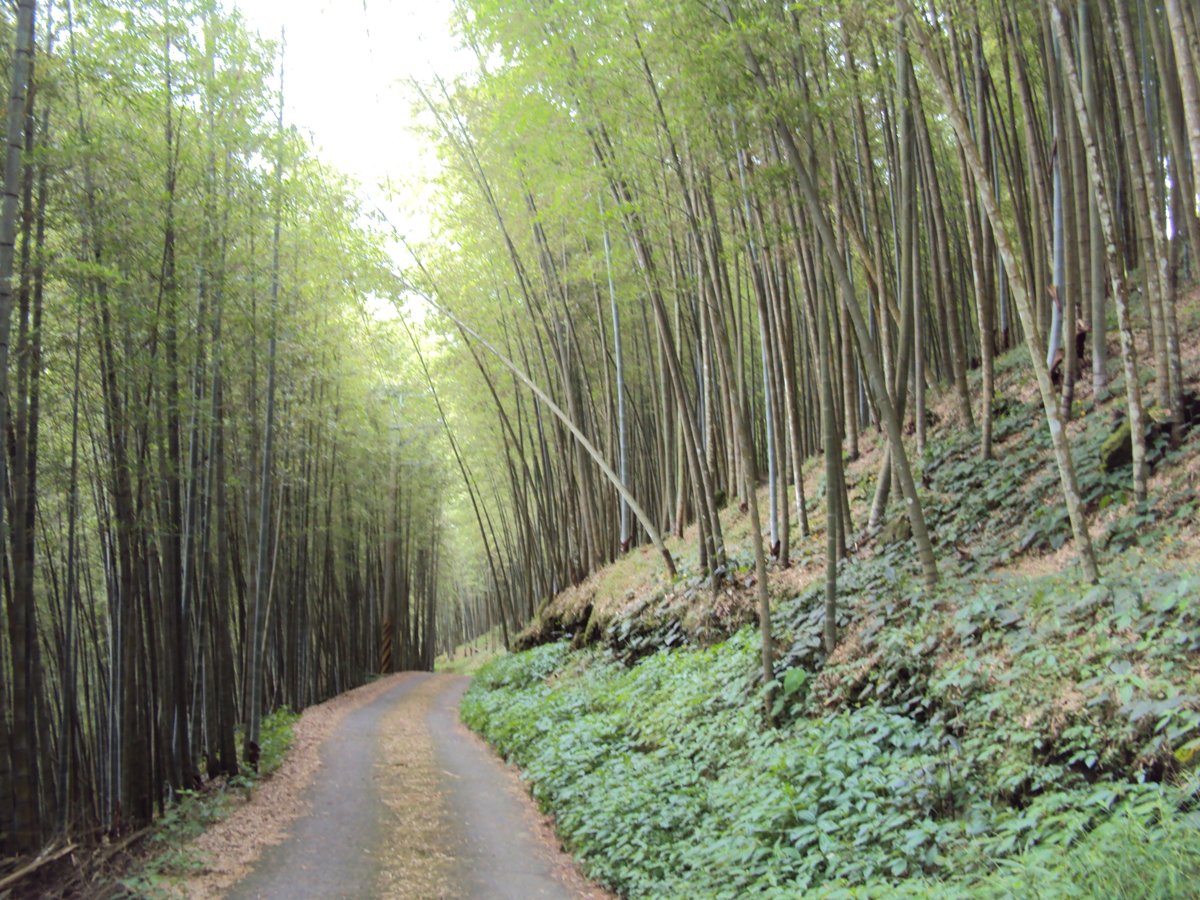 DSC08035.JPG - 竹山  大諳  孟宗竹蔭隧道