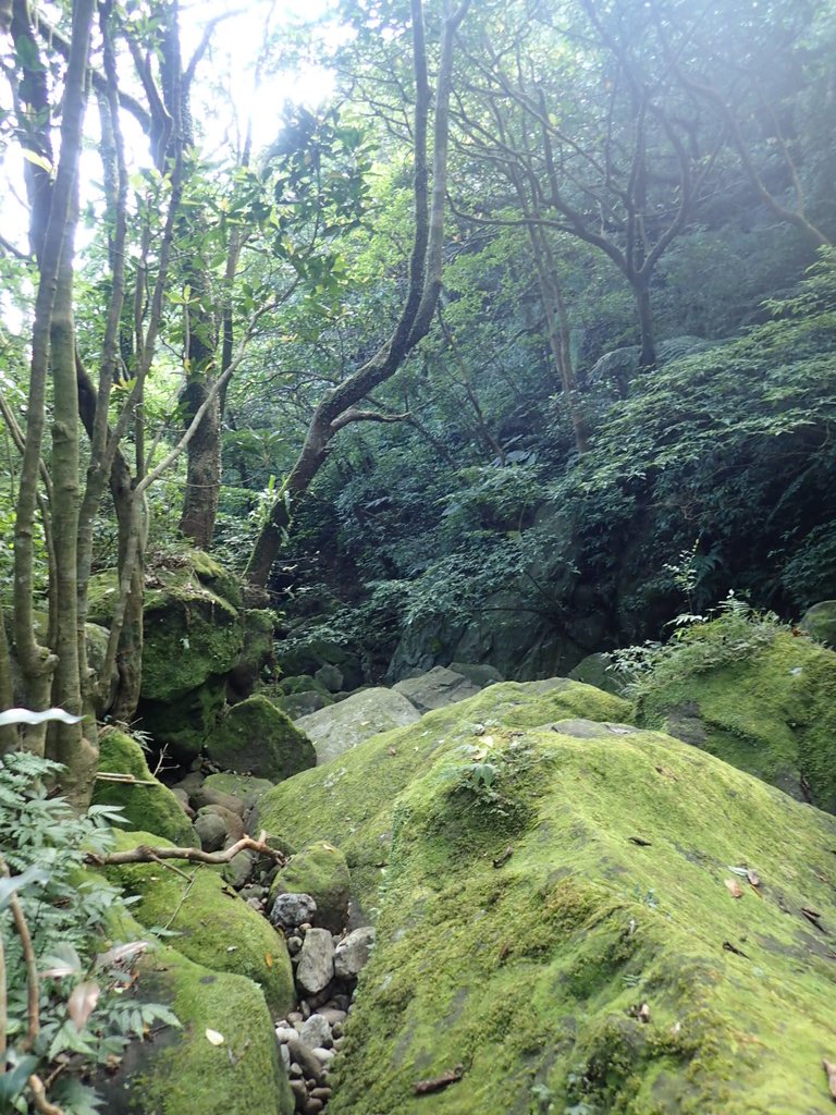 P7296076.JPG - 金山  竹子山古道  阿里磅瀑布