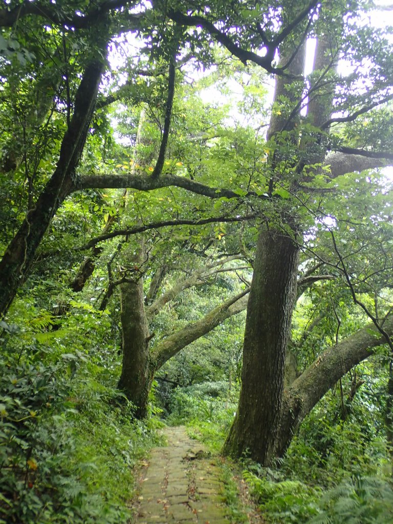 P9238214.JPG - 北投  面天山  向天湖步道