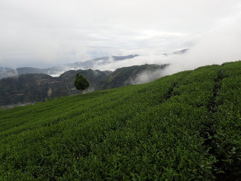 PA231862.JPG - 古坑  雲嶺之丘