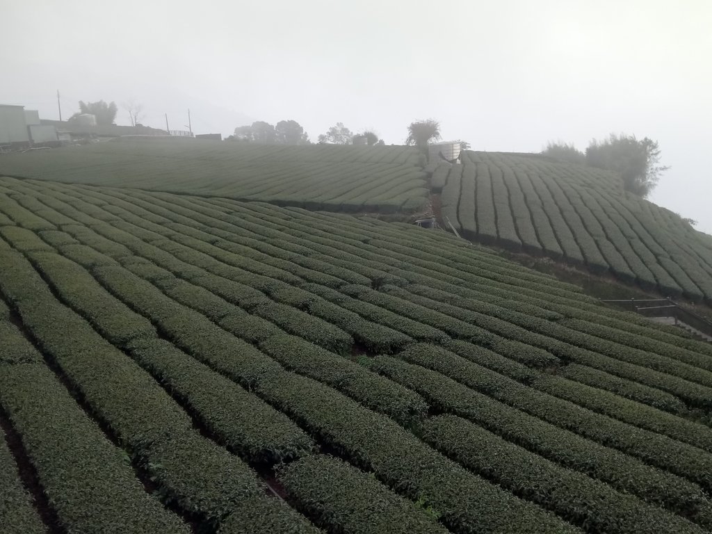 DSC_1485.JPG - 阿里山  頂石卓茶園之美