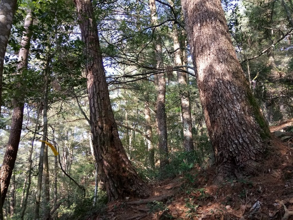 DSC_9853.JPG - 谷關  德芙蘭步道