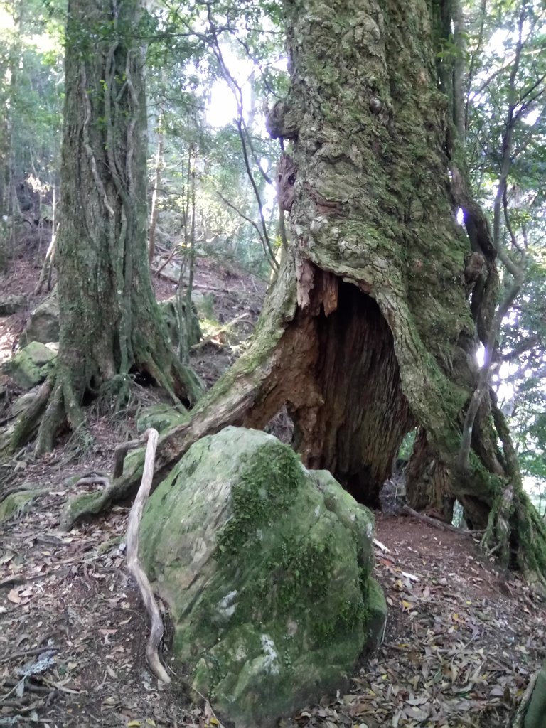 DSC_3609.JPG - 南庄  大坪林道  杜鵑嶺