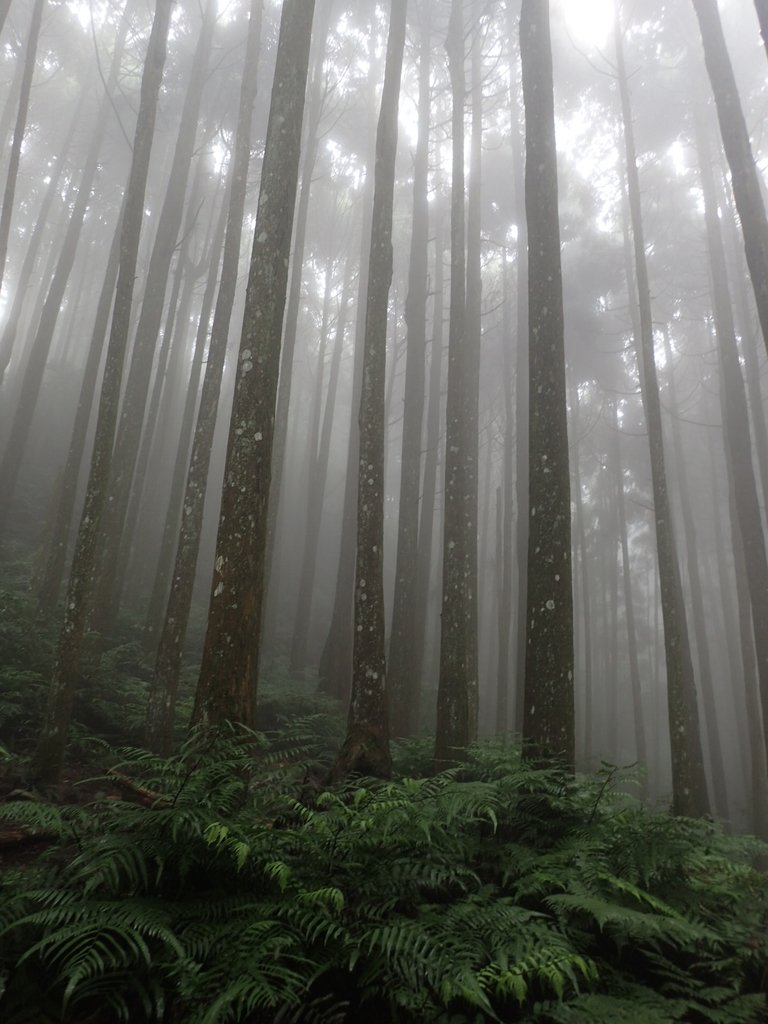 P9250216.JPG - 南庄  向天湖之  迷霧森林