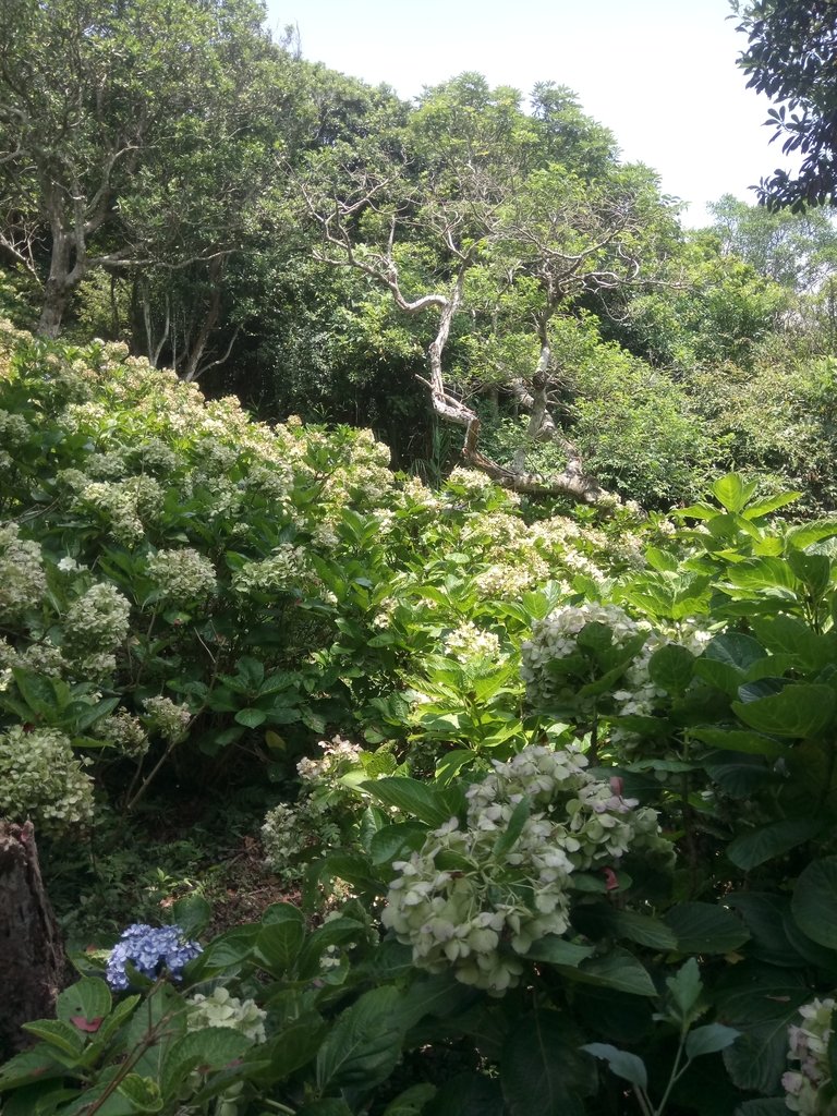 DSC_6856.JPG - 觀音山  風櫃斗湖登山步道