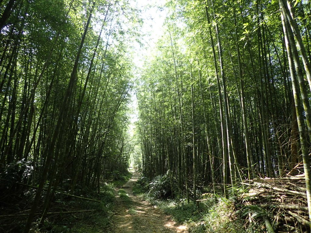 PA040378.JPG - 魚池  過坑山登山步道