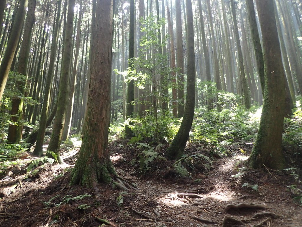 P7235880.JPG - 台中和平  長壽山登山步道  (下)