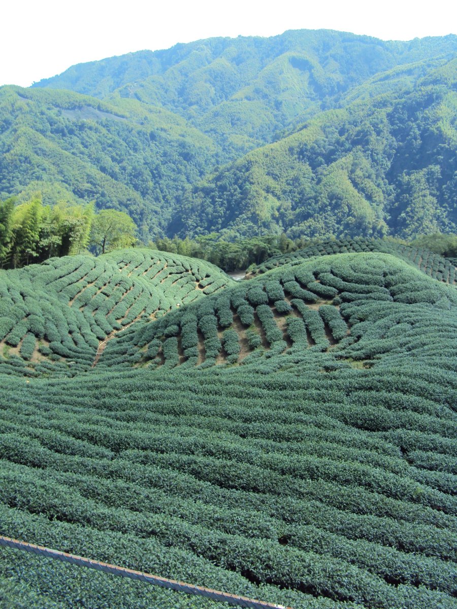 DSC07990.JPG - 竹山  軟鞍  八卦茶園