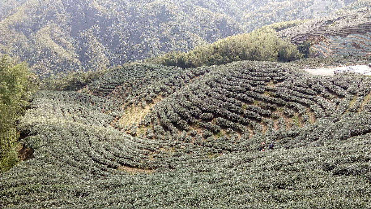 IMG_20160604_094321.jpg - 竹山  軟鞍  八卦茶園