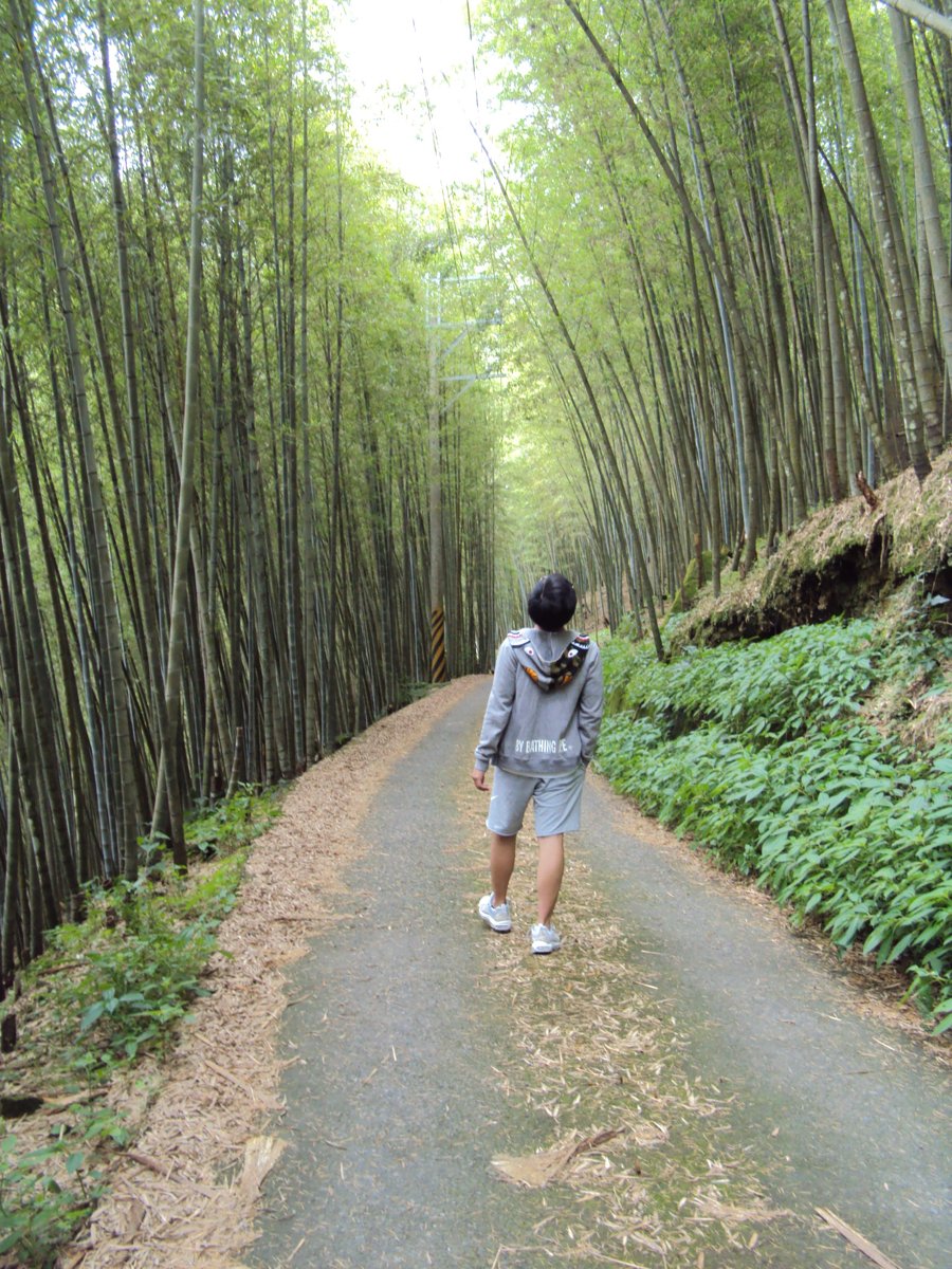 DSC08039.JPG - 竹山  大諳  孟宗竹蔭隧道