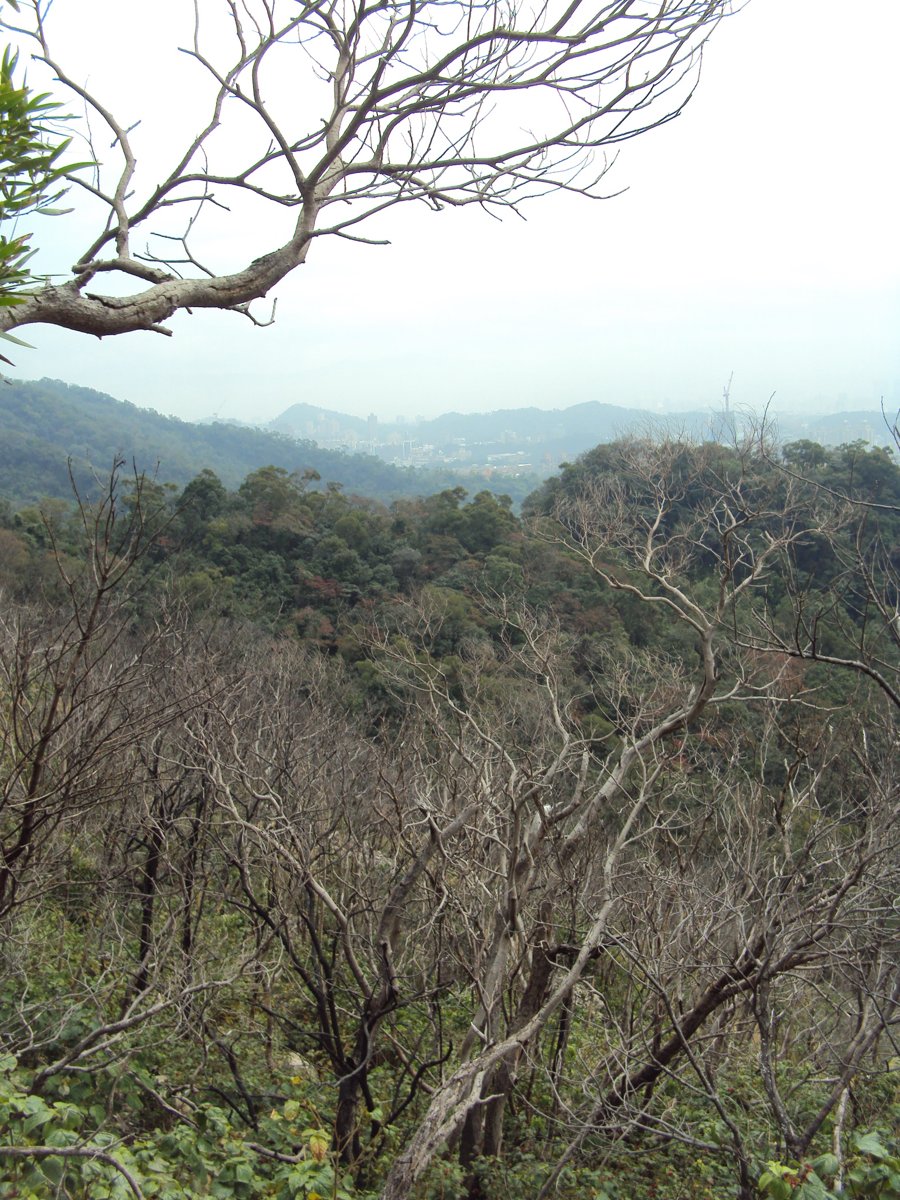 DSC06682.JPG - 內湖  金面山步道