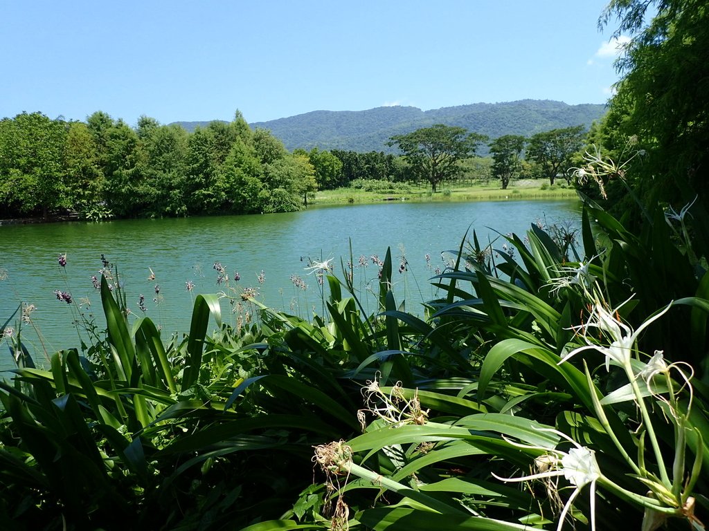 P8130600.JPG - 壽豐  園山水  有熊的森林