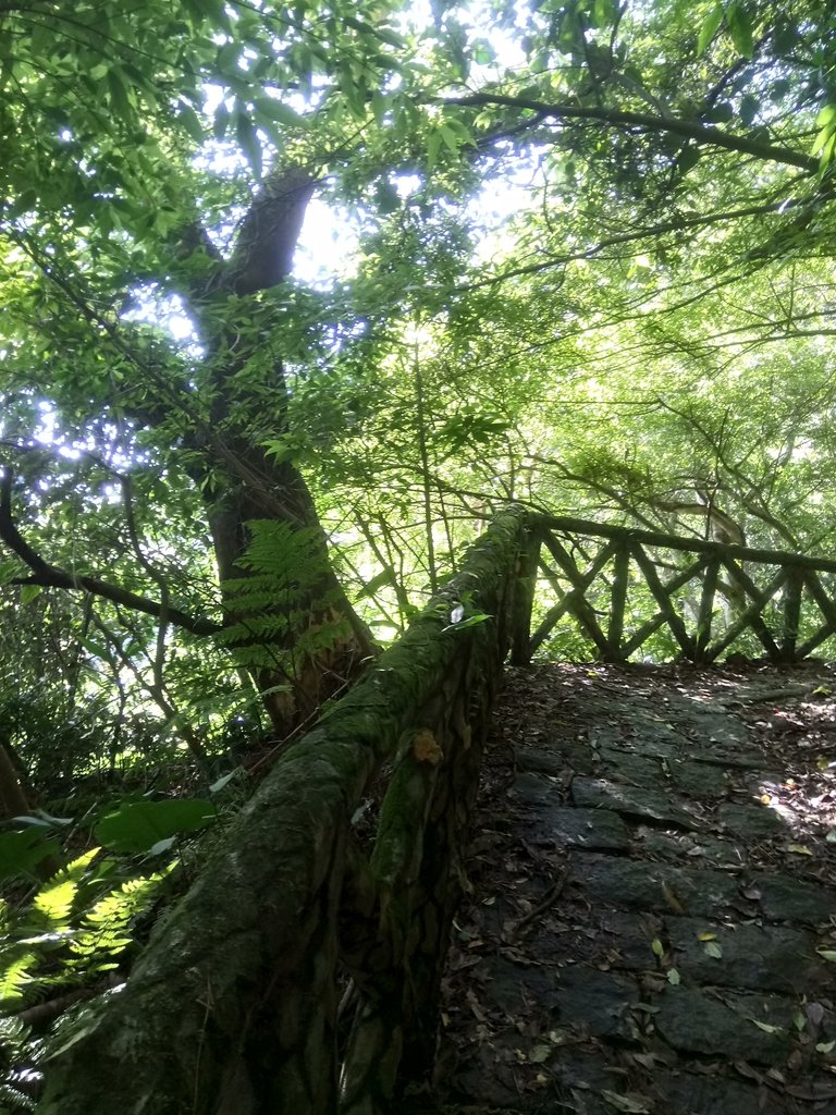 DSC_8791.JPG - 北投  中正山登山步道 03