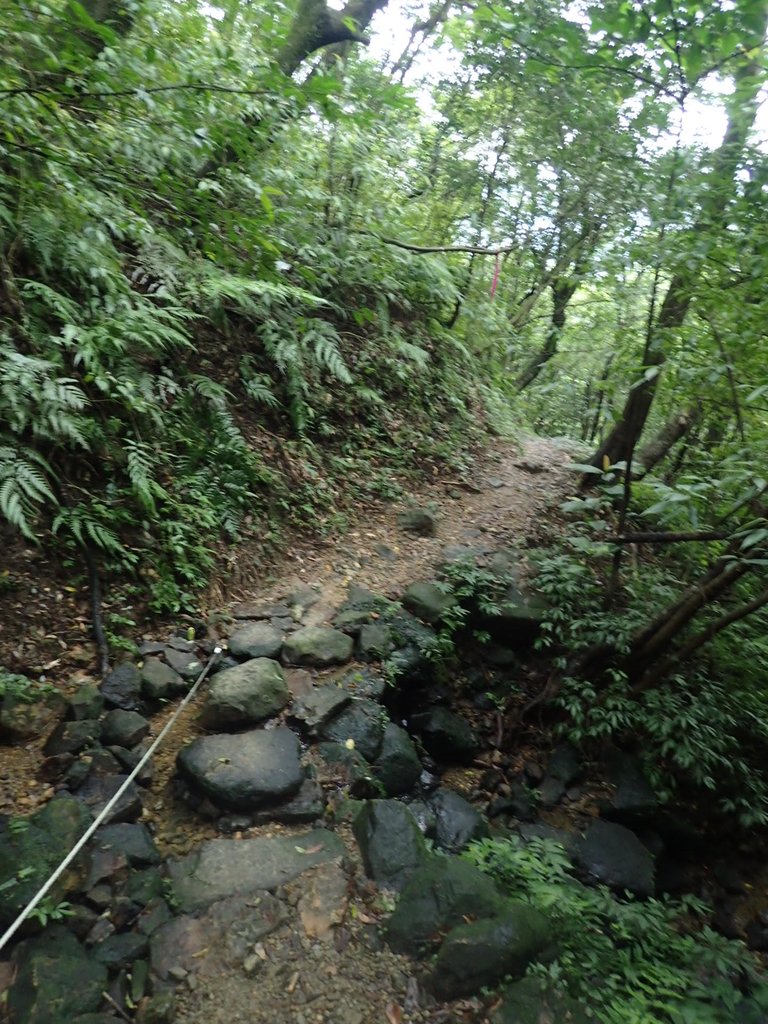 P1274365.JPG - 瑞芳  燦光寮古道初探