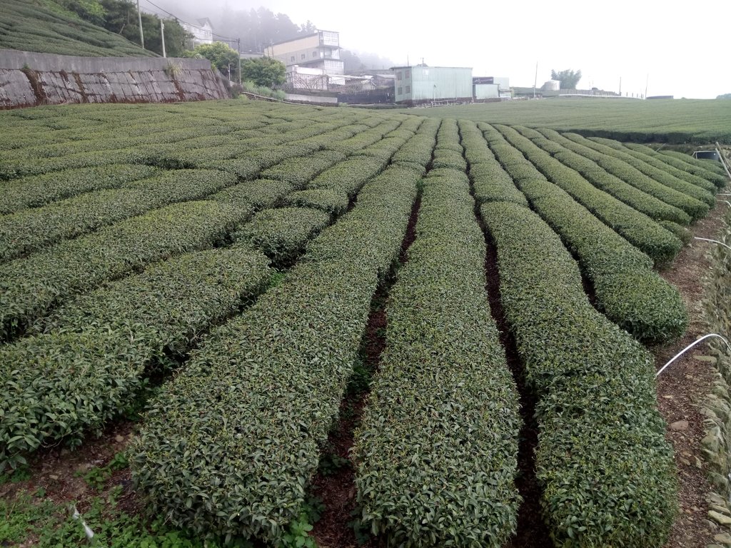 DSC_1489.JPG - 阿里山  頂石卓茶園之美