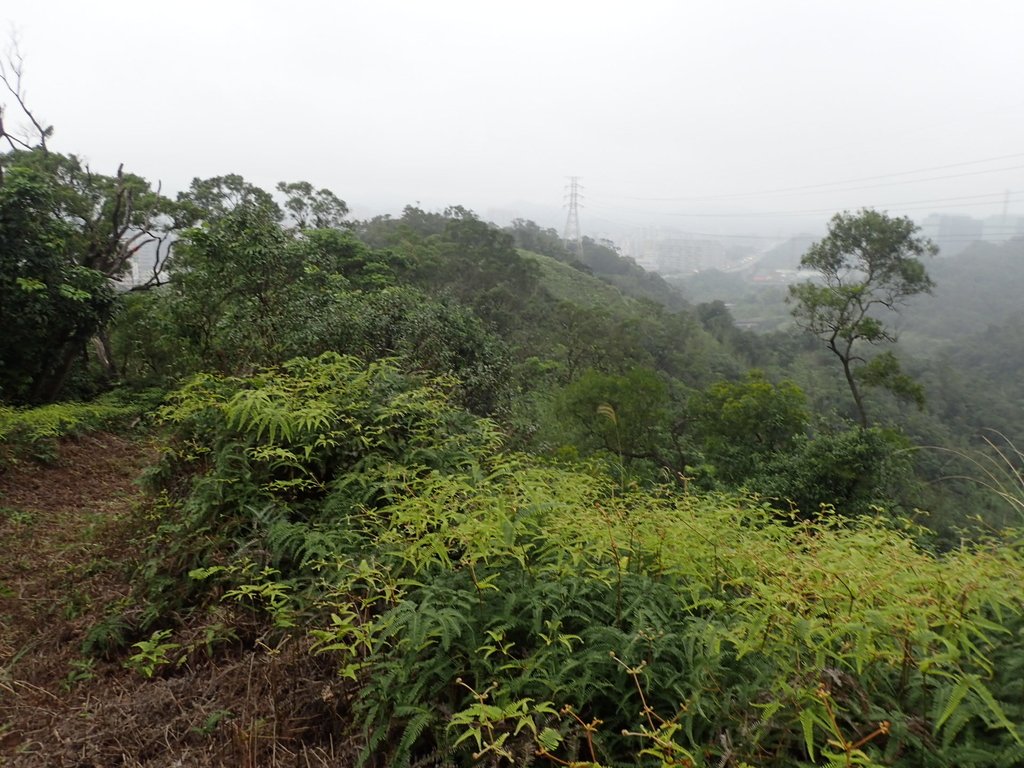 P3018955.JPG - 汐止  白匏湖秘徑