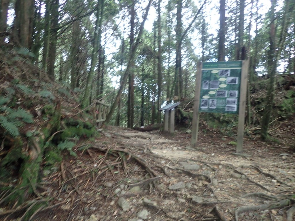 P6160628.JPG - 谷關七雄之  八仙山  (02)