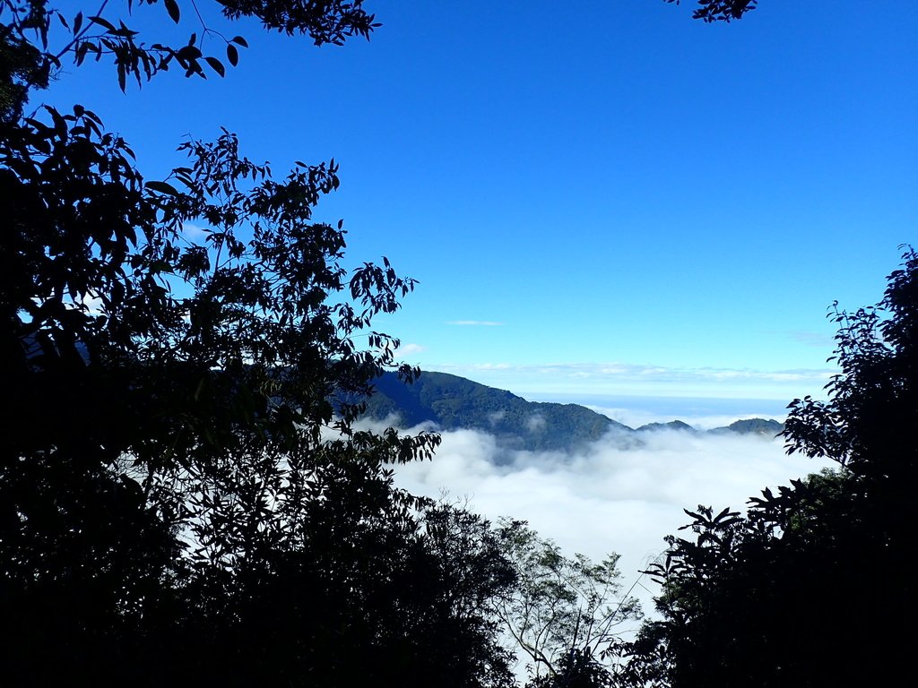 PC055886.JPG - 鹿谷  溪頭  南鳳凰山