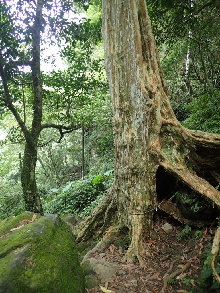 P9108394.JPG - 新竹  五指山登山步道