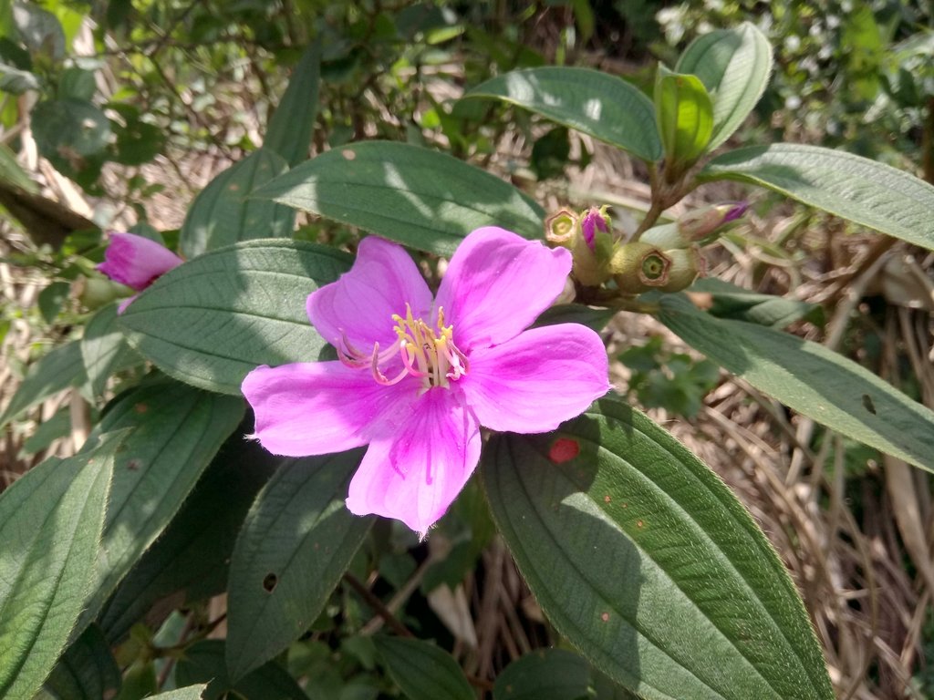 DSC_0838.JPG - 瑞芳  雞籠山登山步道