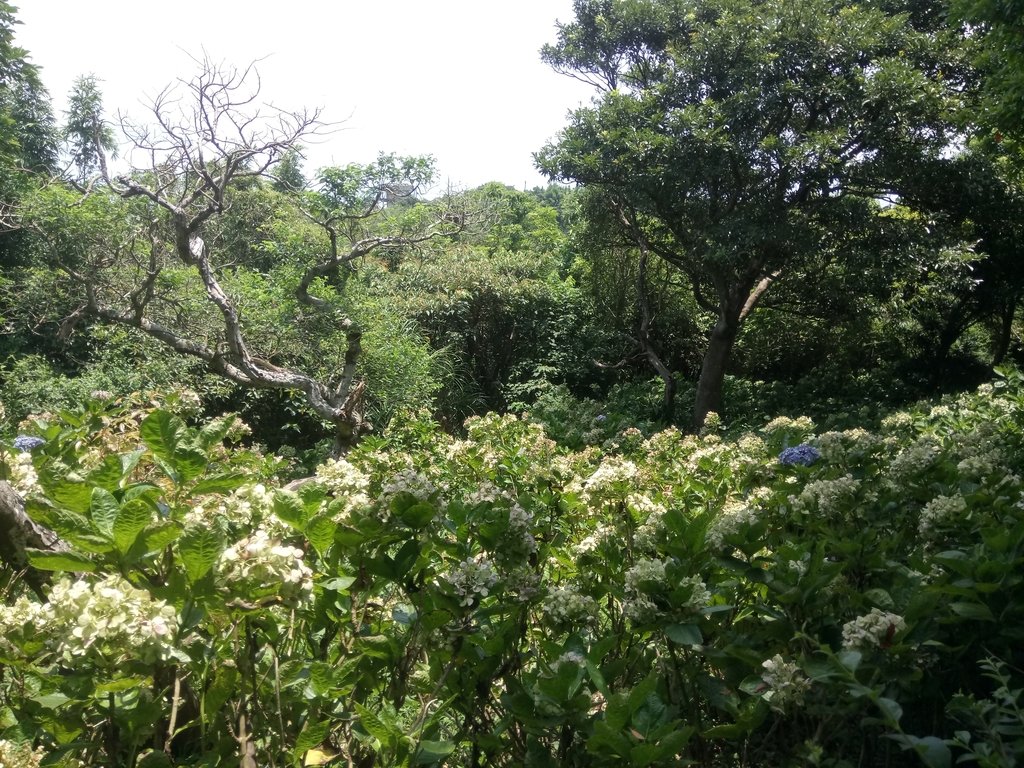 DSC_6857.JPG - 觀音山  風櫃斗湖登山步道