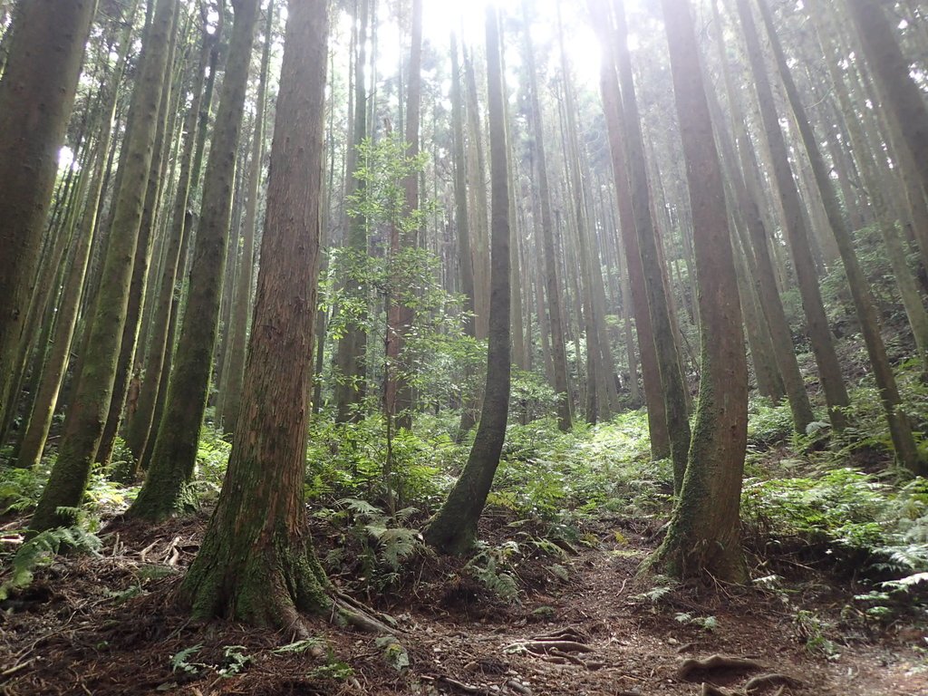 P7235883.JPG - 台中和平  長壽山登山步道  (下)