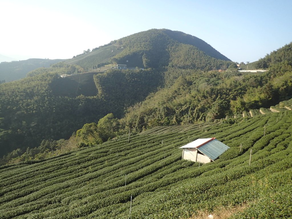 P1306591.JPG - 梅山  龍眼林茶園風光