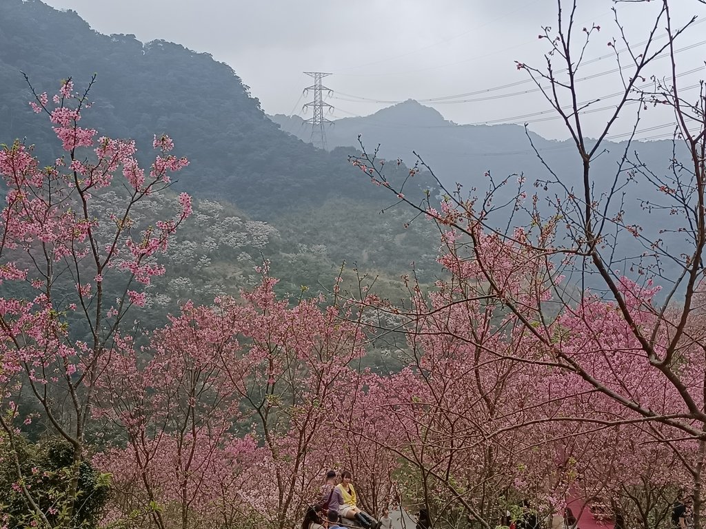 IMG20210226125517.jpg - 三峽  熊空  大熊櫻花林