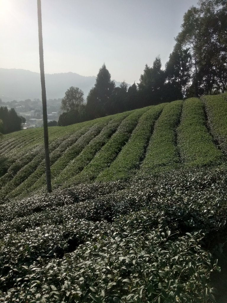 DSC_1836.JPG - 竹山  山坪頂茶園