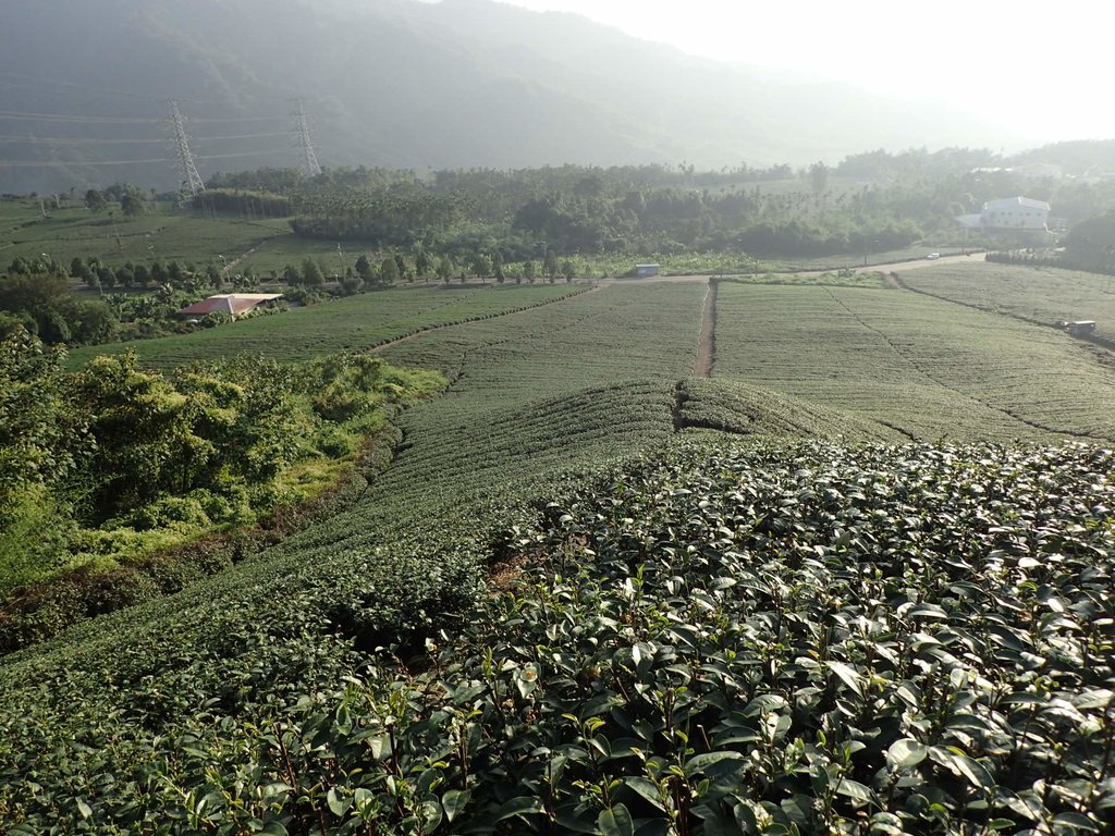 PB225332.JPG - 竹山  山坪頂茶園