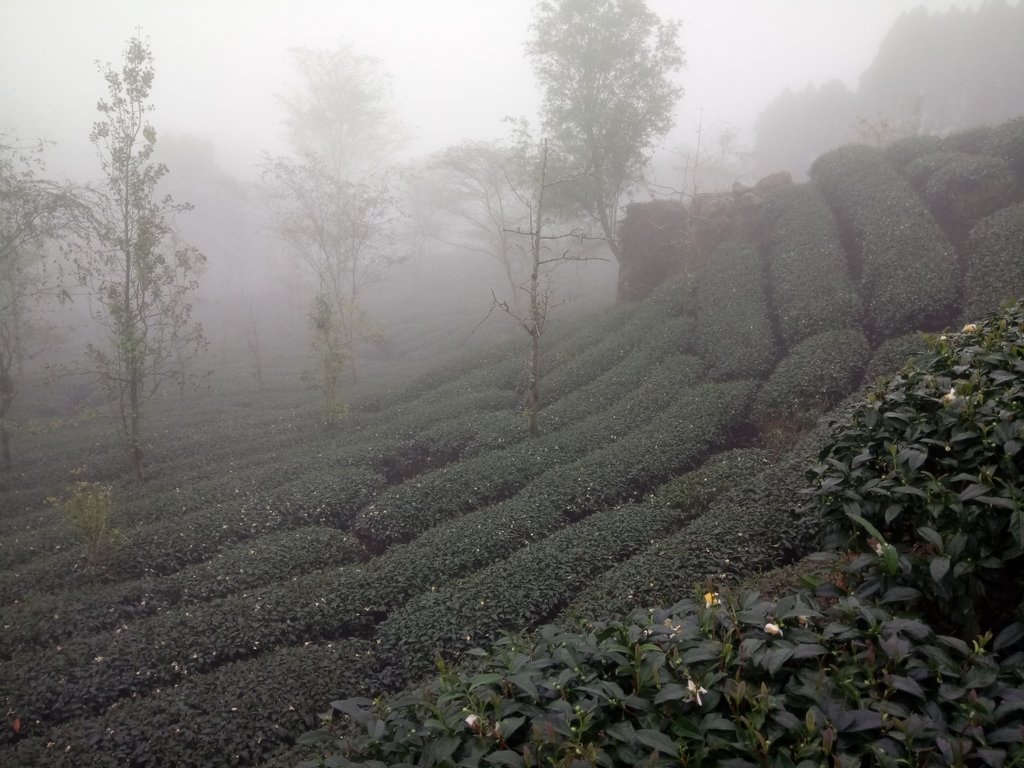 DSC_0511.JPG - 鹿谷  大崙山  霧中茶園之美(03)