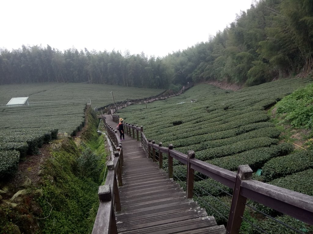 DSC_1495.JPG - 阿里山  頂石卓茶園之美