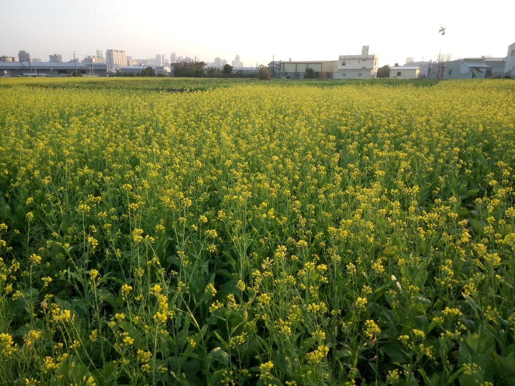 DSC_0164.JPG - 台中  西屯  油菜花田