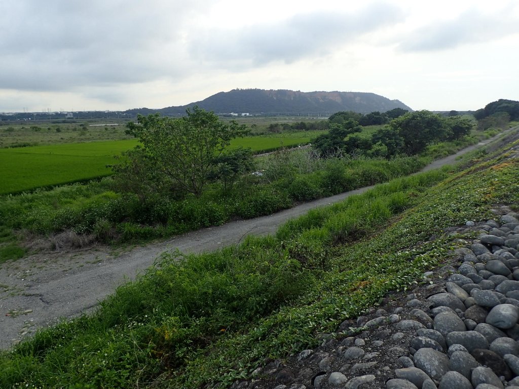 P5314007.JPG - 大甲  大安溪  北堤岸風光