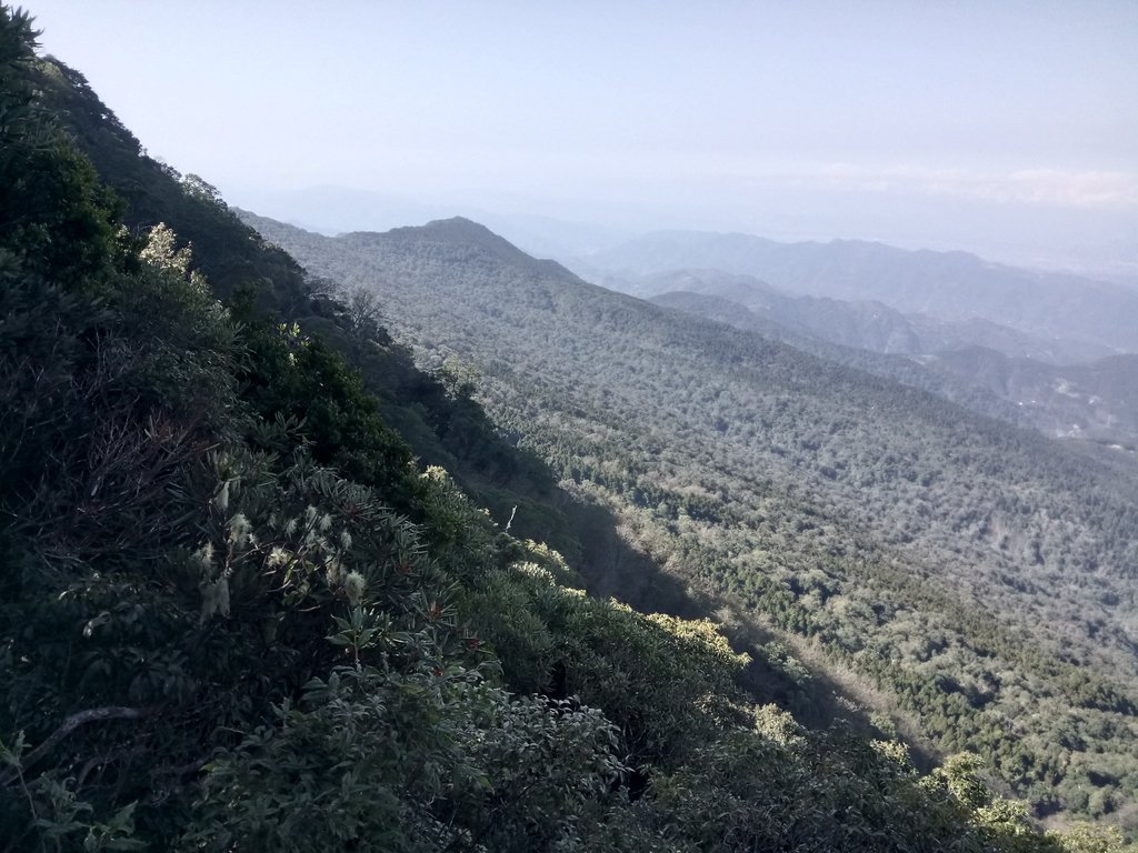 DSC_3617.JPG - 南庄  大坪林道  杜鵑嶺