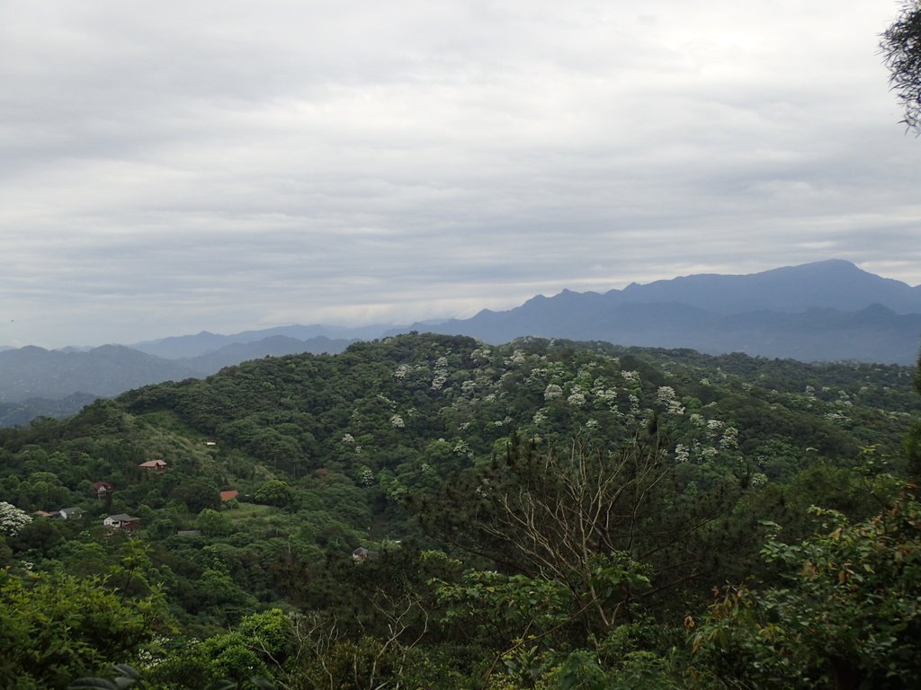 P4272155.JPG - 芎林  飛鳳山  (中坑山)