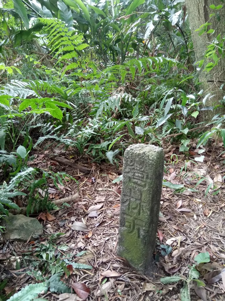 DSC_3006.JPG - 大溪  金面山登山步道