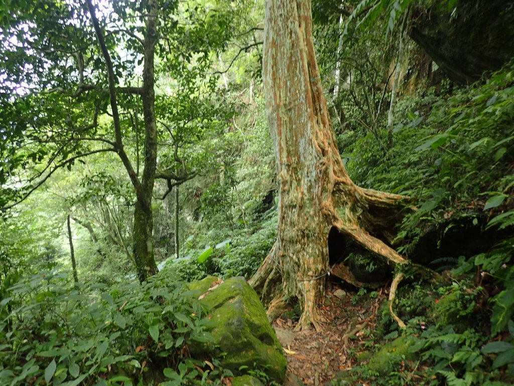 P9108398.JPG - 新竹  五指山登山步道