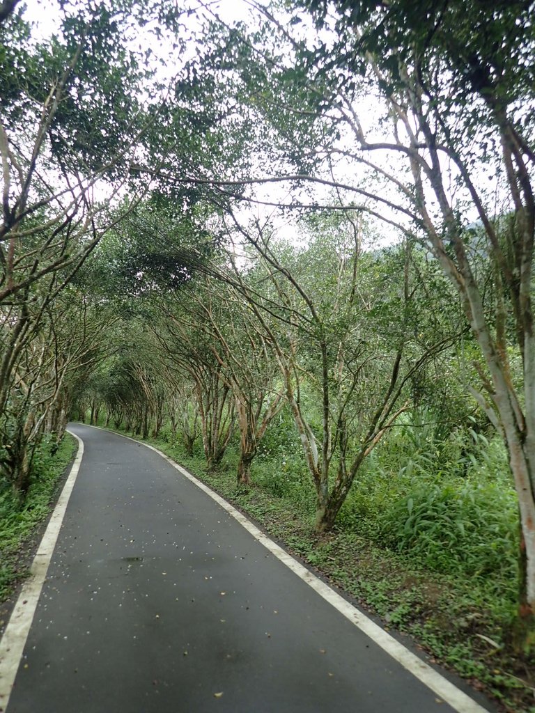 P9250263.JPG - 南庄  向天湖之  環湖步道