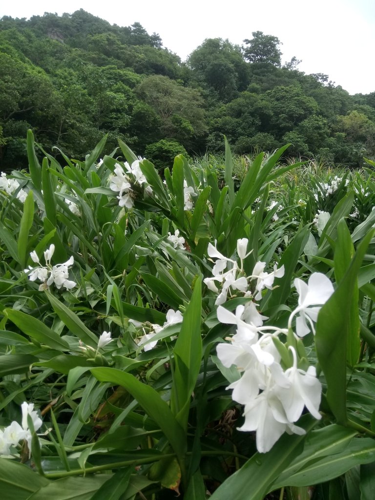 DSC_2764.JPG - 汐止  翠湖  內溝山  老鷲尖