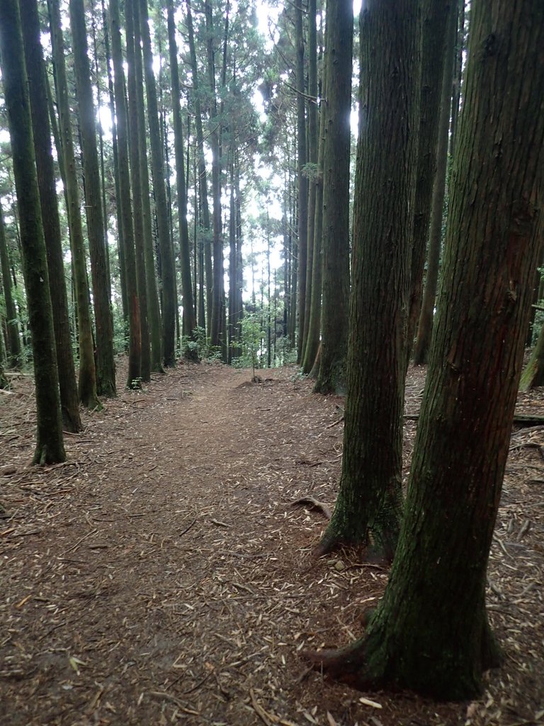 P7235900.JPG - 台中和平  長壽山登山步道  (下)